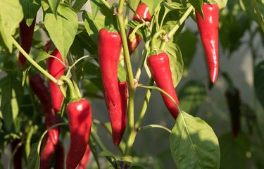 Cara Simpan Cabai Agar Segar Awet Sebulan Tanpa Busuk